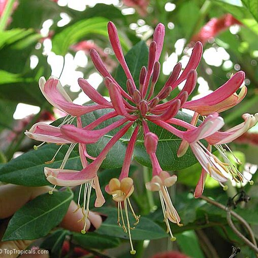 Lonicera heckrottii